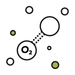 chlorophyll-image
