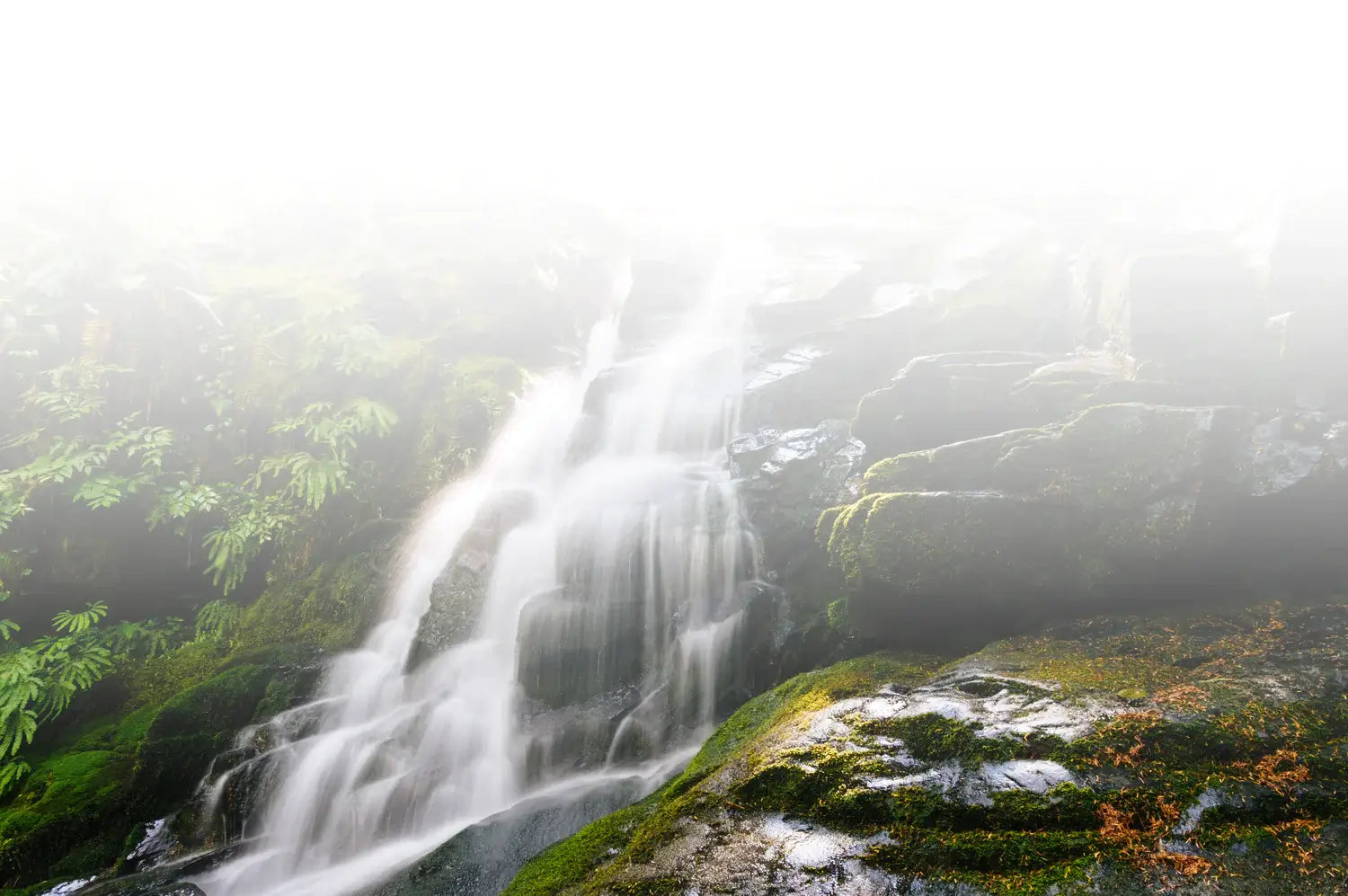 chlorophyll-image