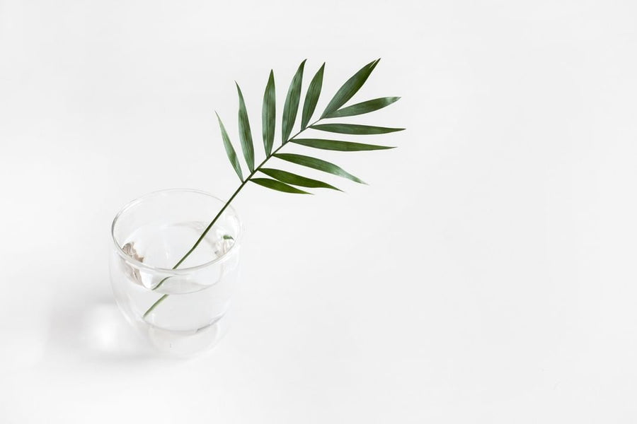 Can Drinking Liquid Chlorophyll Clear Up Acne Like the TikTok Trend Claims? [Allure]