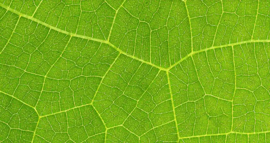 What Are the Benefits of Chlorophyll for Skin Health? [Youth To The People]