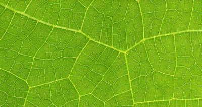 What Are the Benefits of Chlorophyll for Skin Health? [Youth To The People]