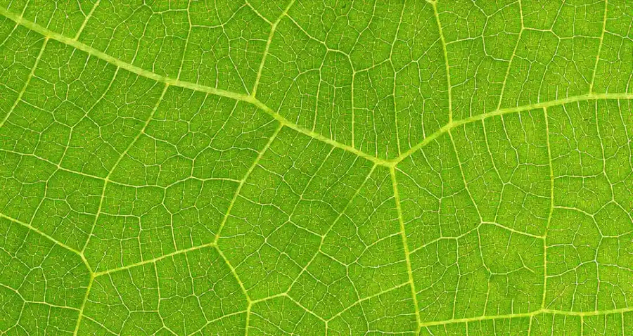 What Are the Benefits of Chlorophyll for Skin Health? [Youth To The People]
