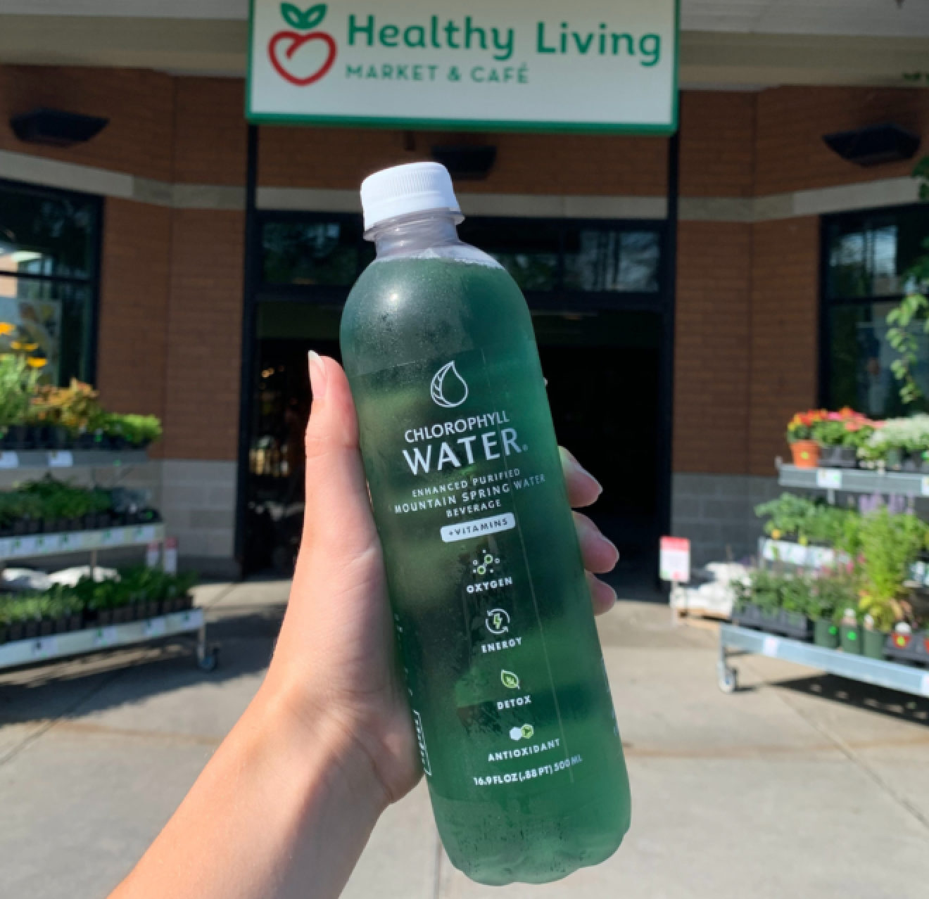 Chlorophyll Water Now Available at Healthy Living Market and Cafes