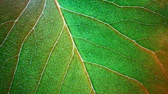 What Is Chlorophyll Water And Why Has it Become So Popular in NYC? by Bridget Mulroy