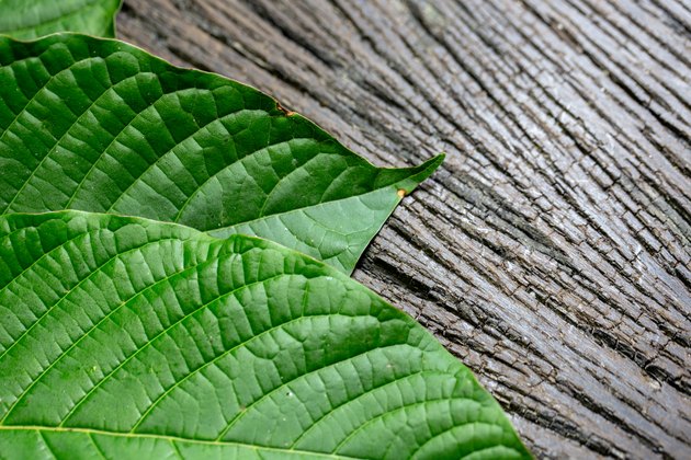 Benefits and Risks of Liquid Chlorophyll [Livestrong]