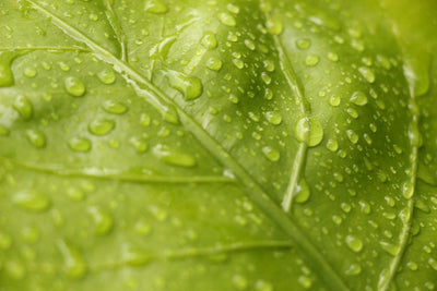 The science between chlorophyll and water