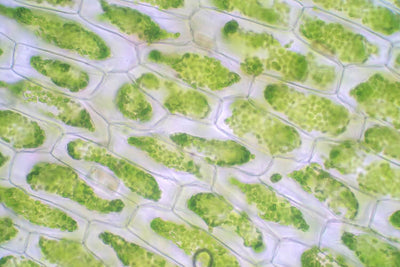 Chlorophyll: Definition and Significance