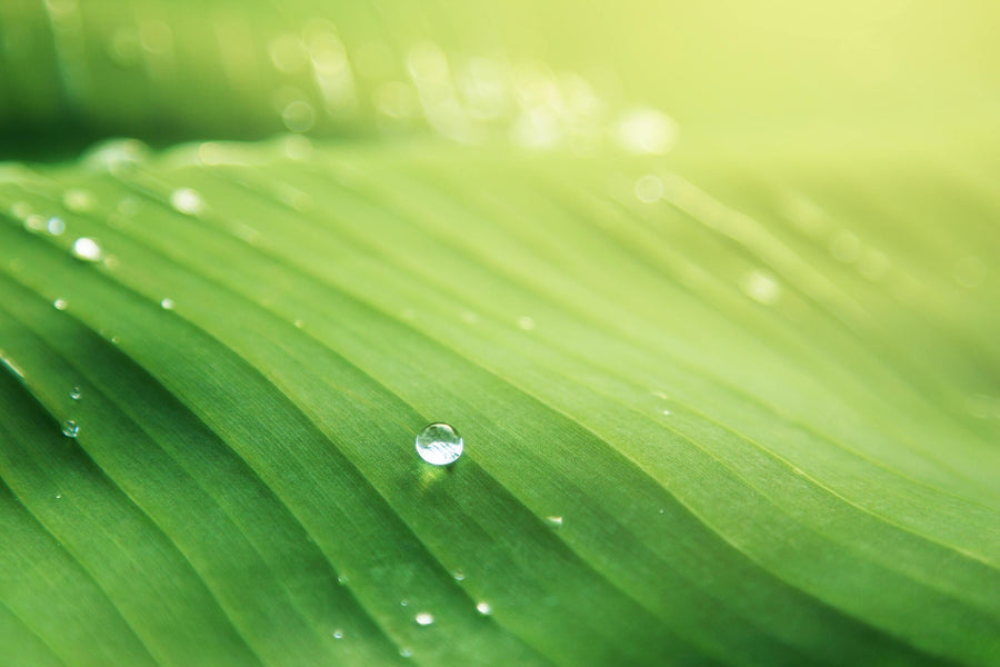 Leafy greens that make up chlorophyll drink