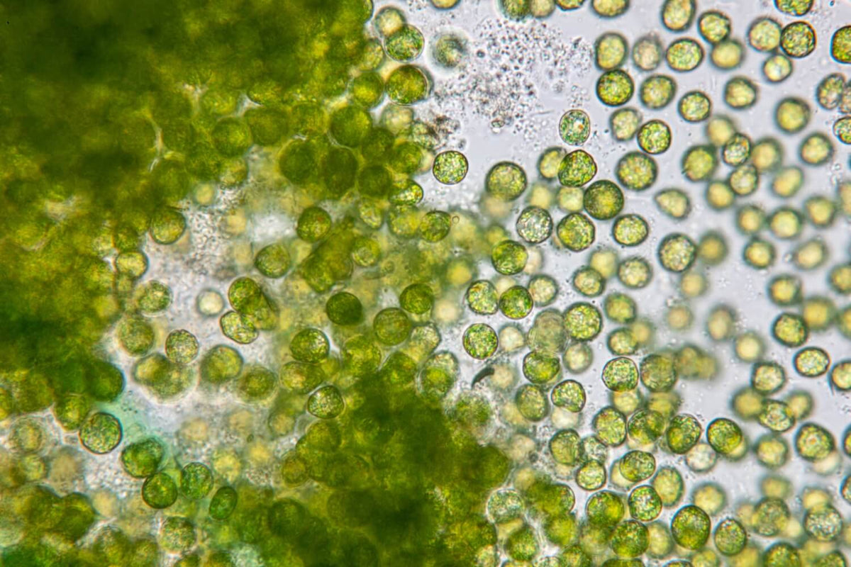 Chlorophyll vs. Chlorophyllin: Know the Difference