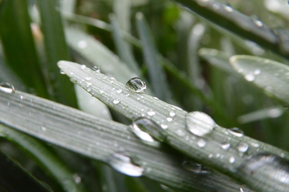 5 Reasons Chlorophyll Is Good For The Vegan Diet