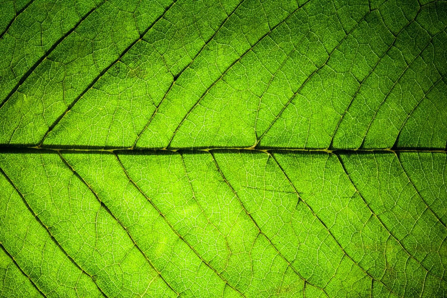 Why is Chlorophyll Green?
