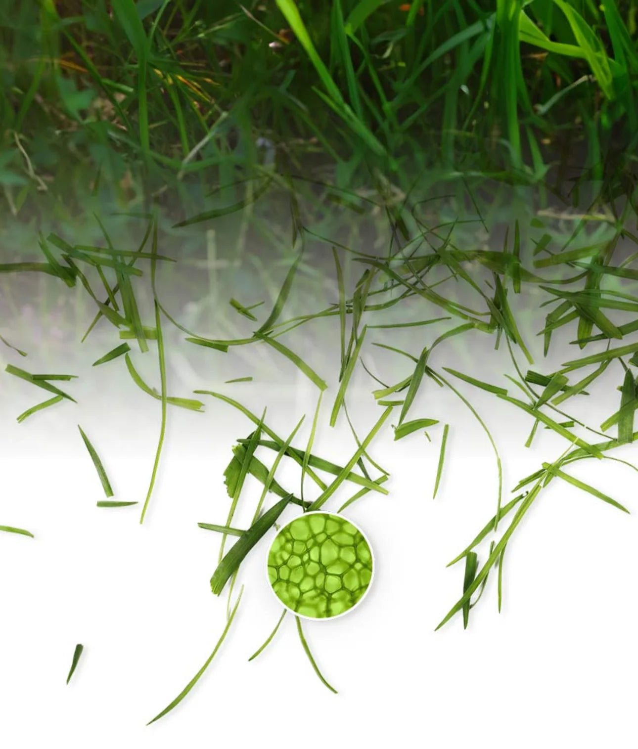 Mobile specific image